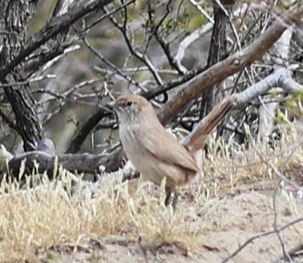 Sandy Gallito - ML645276788