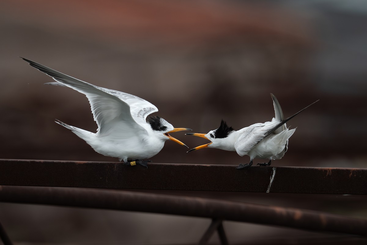 黑嘴端鳳頭燕鷗 - ML645276789
