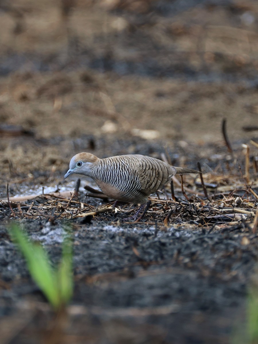 Tortolita Estriada - ML645276790