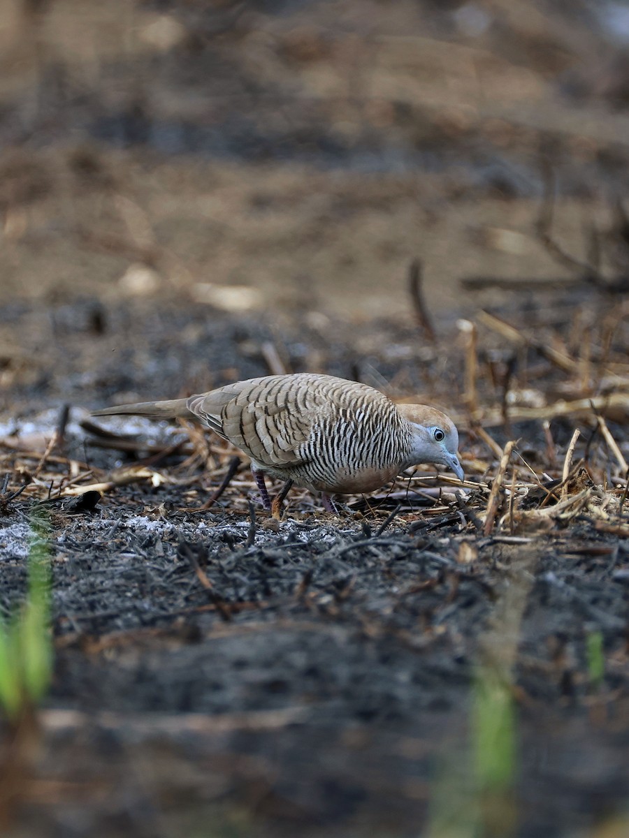 Tortolita Estriada - ML645276791