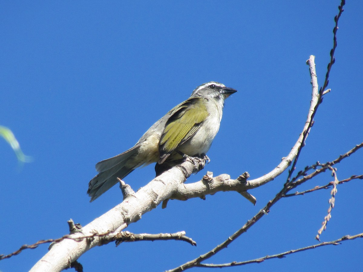 Green-winged Saltator - ML645276794