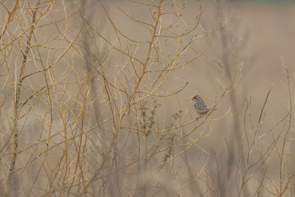 Chingolo Coroniblanco - ML645276796