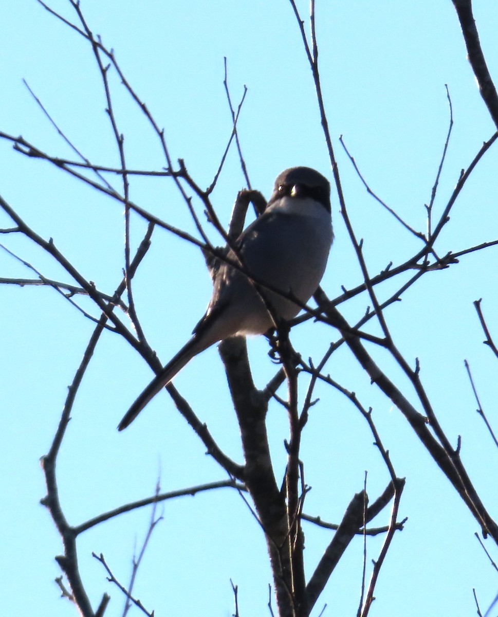 Alcaudón Americano - ML645276797