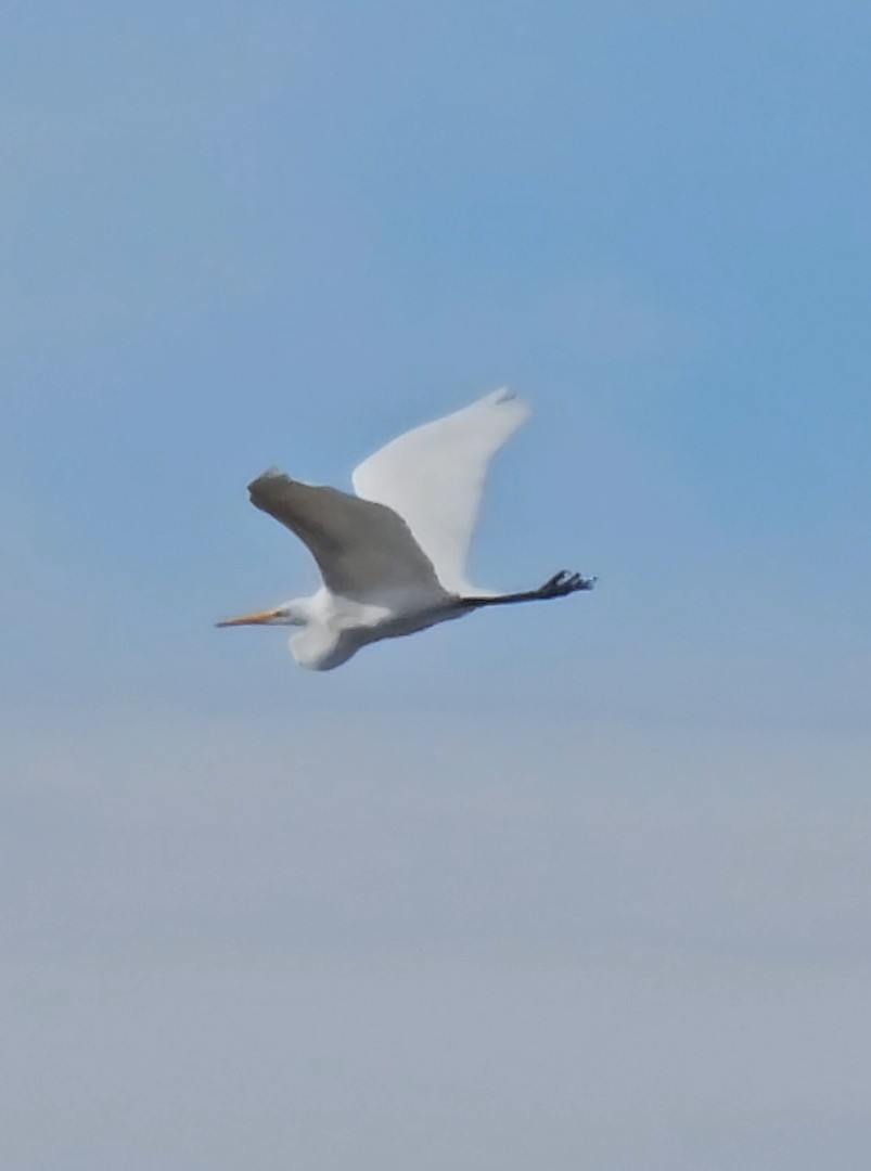 Garceta Grande - ML645276798