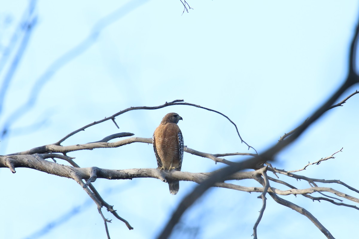 Busardo Pechirrojo - ML645276800