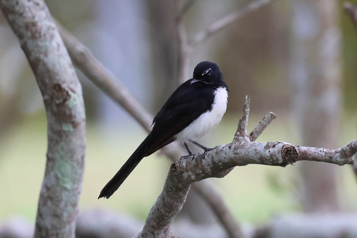 Abanico Lavandera - ML645276805