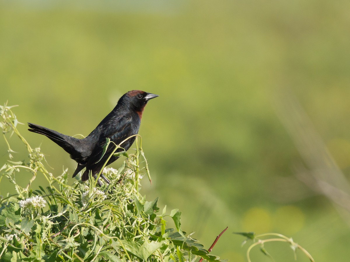 Varillero Congo - ML645276807