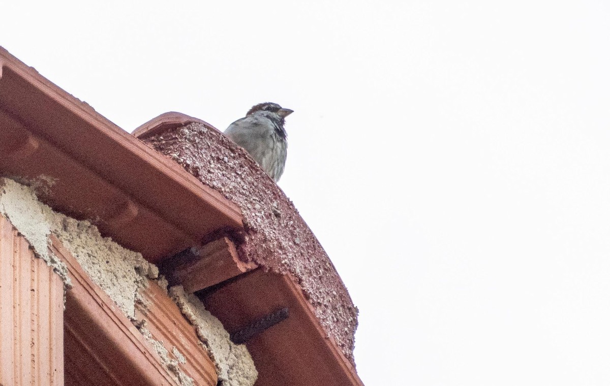 Gorrión Común - ML645276809