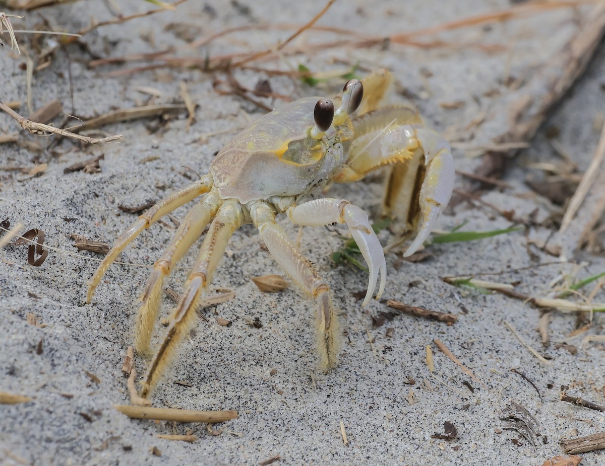 Animals - ML645276810