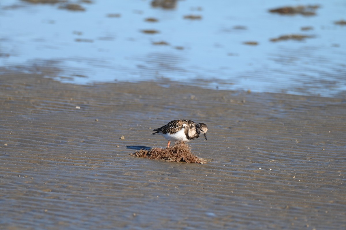 Vuelvepiedras Común - ML645276812
