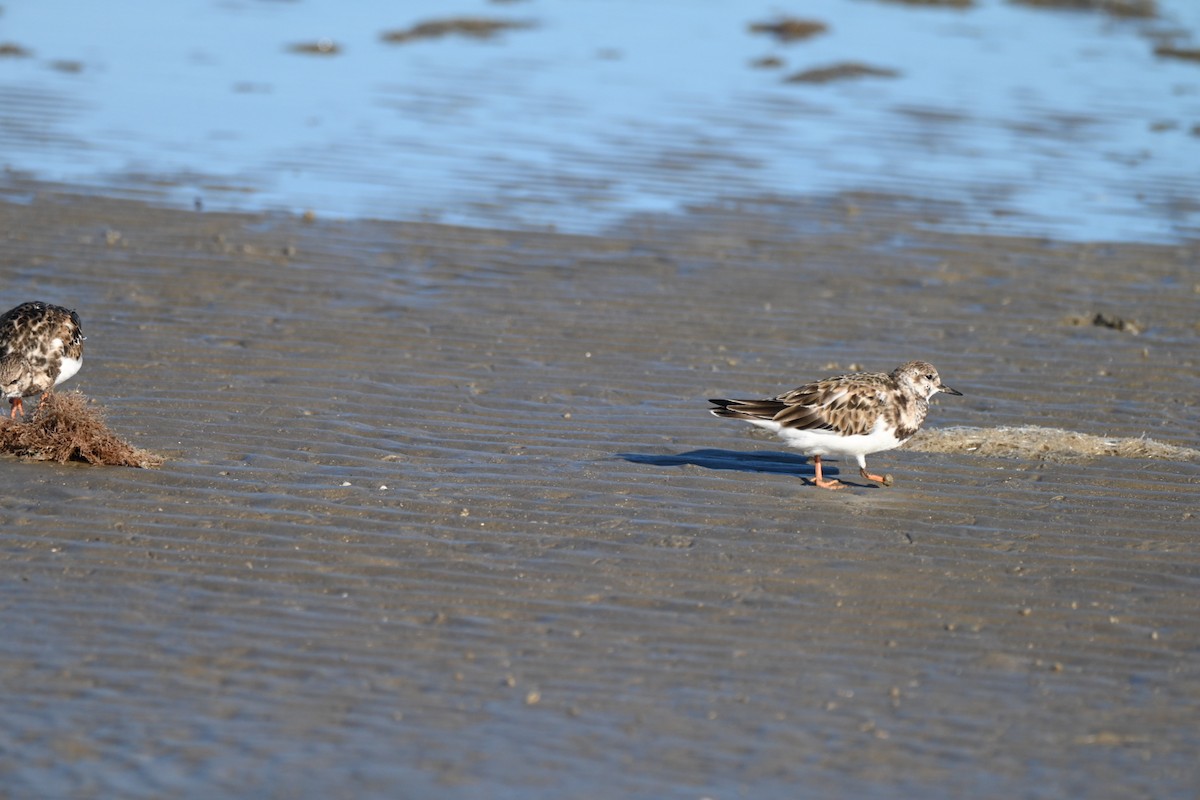 Vuelvepiedras Común - ML645276813