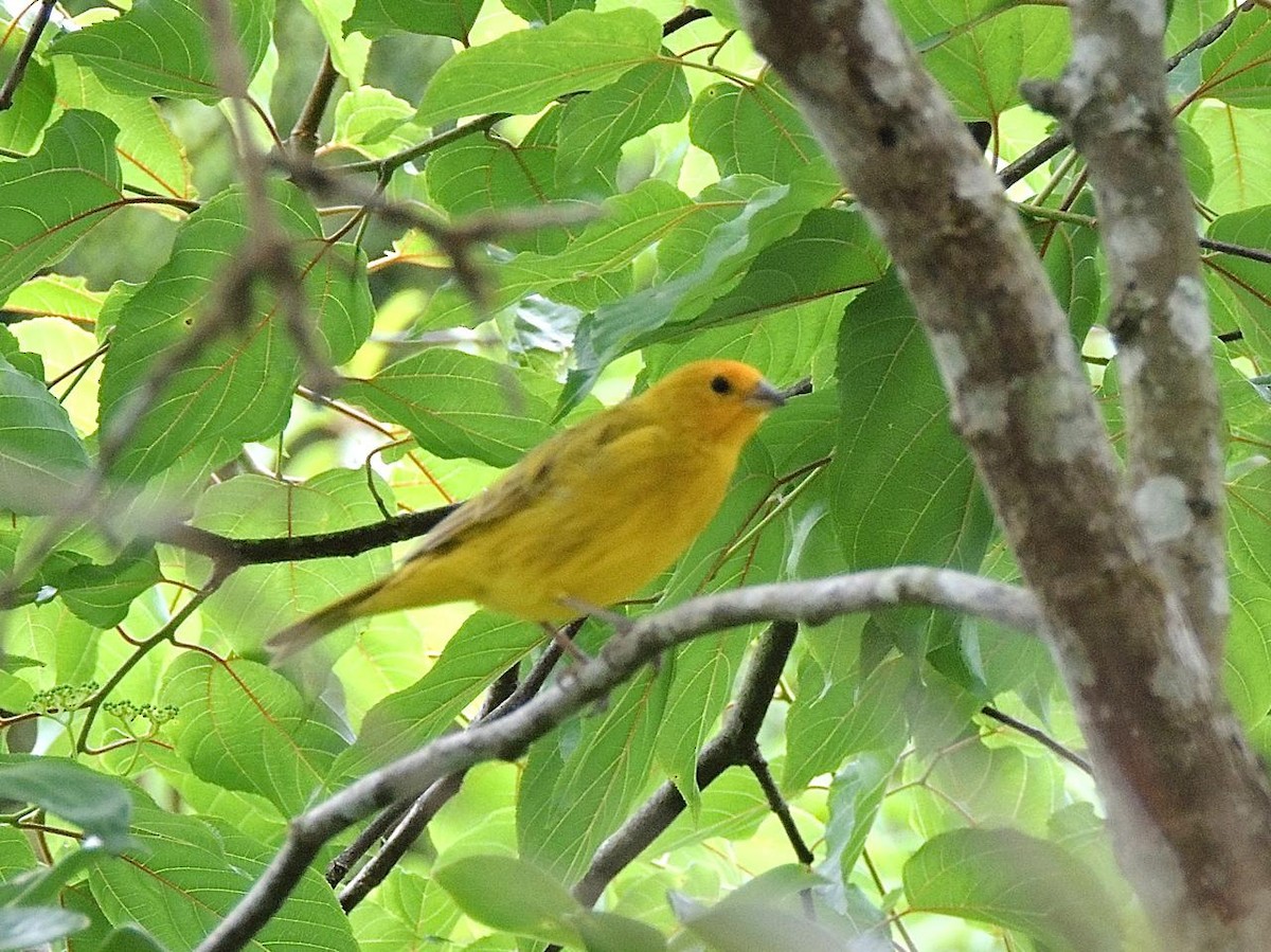 Chirigüe Azafranado (Sureño) - ML645276814