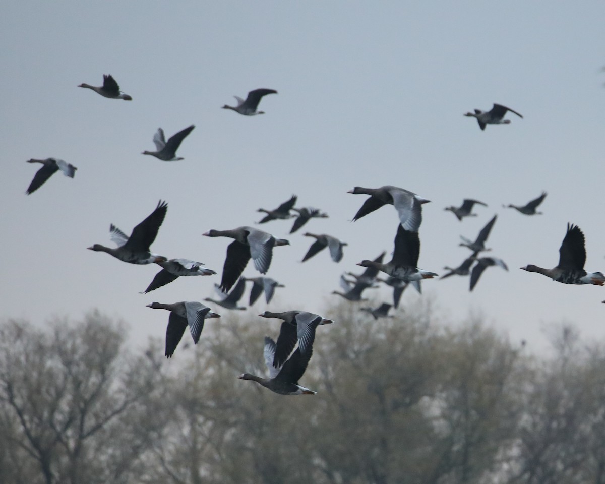 Ánsar Careto - ML645276815