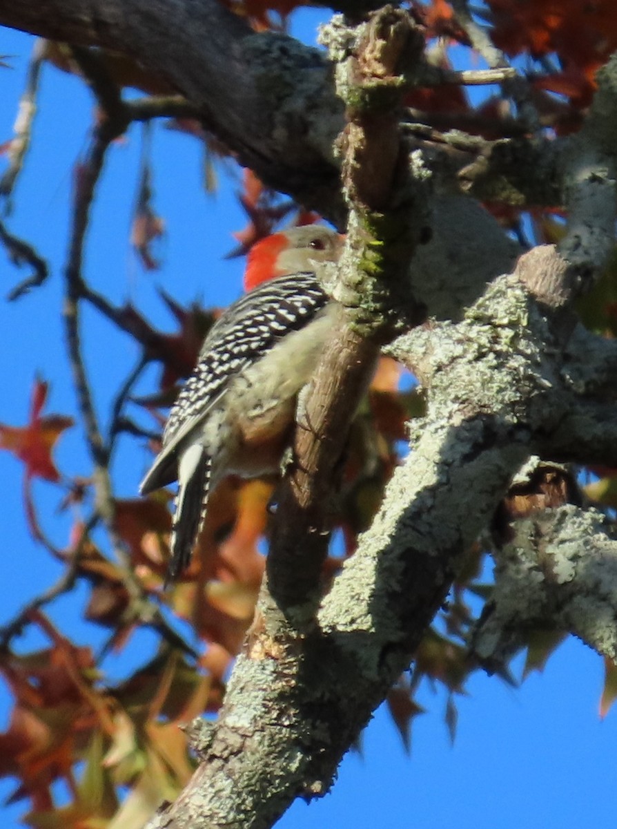 Carpintero de Carolina - ML645276816