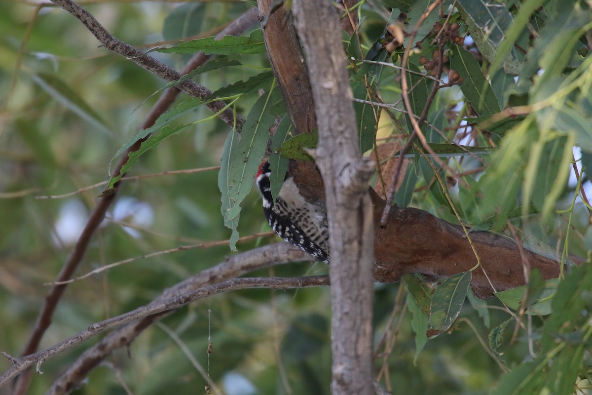 Pico de Nuttall - ML645276817