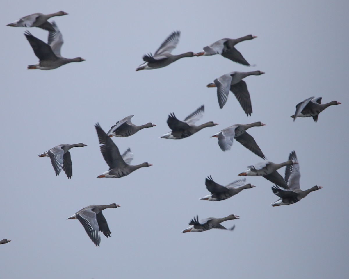 Ánsar Careto - ML645276818