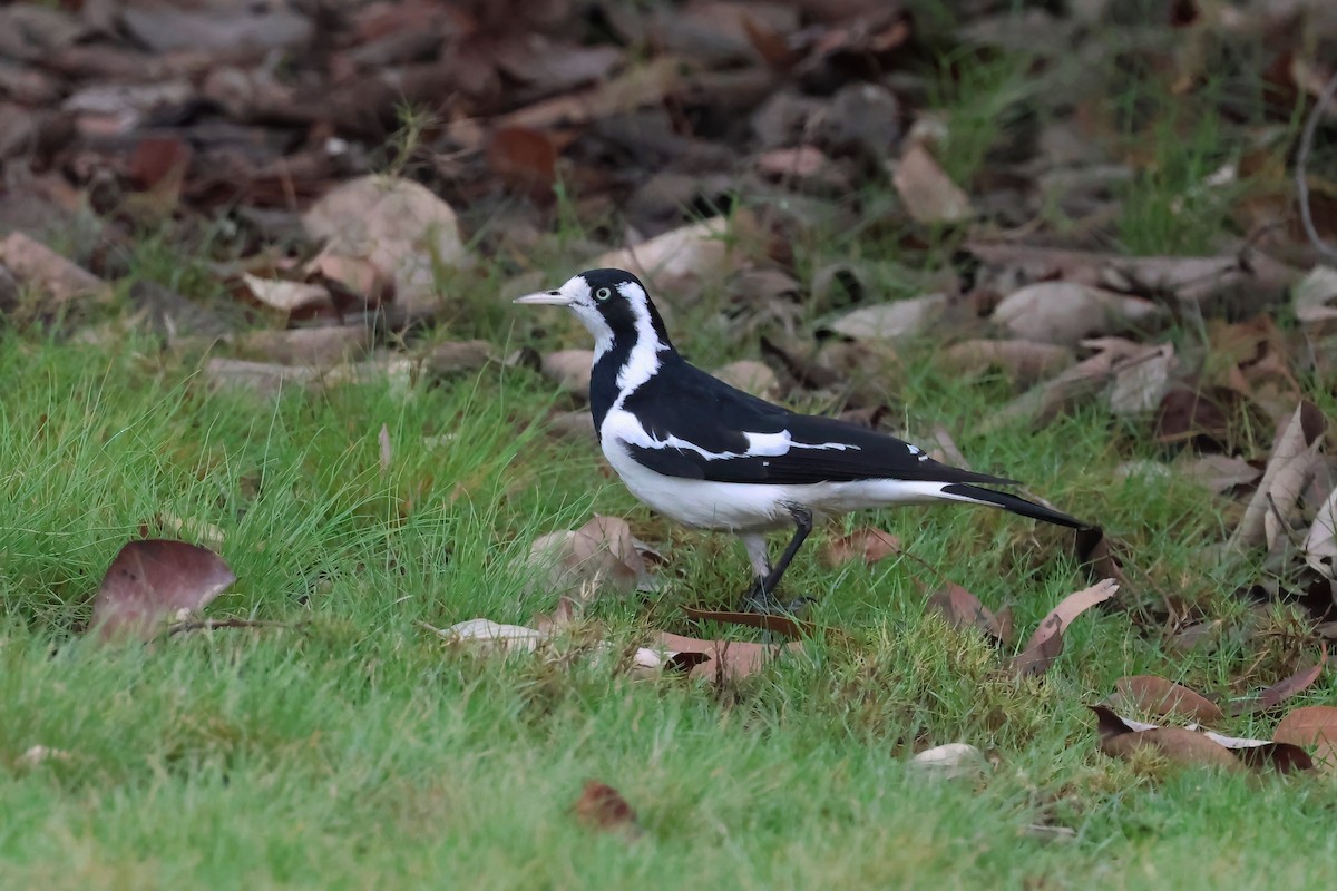 Grallina Australiana - ML645276819