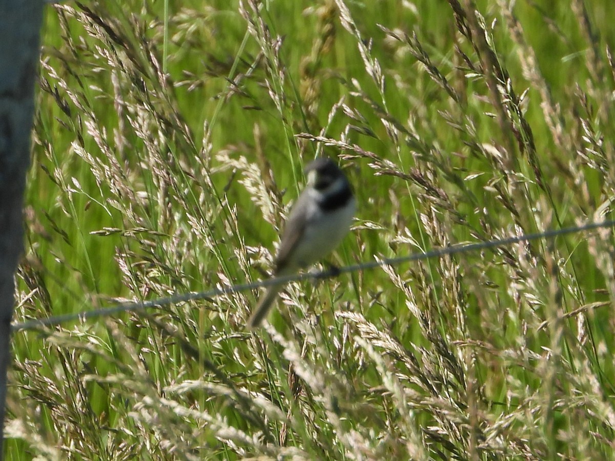 Semillero Corbatita - ML645276824