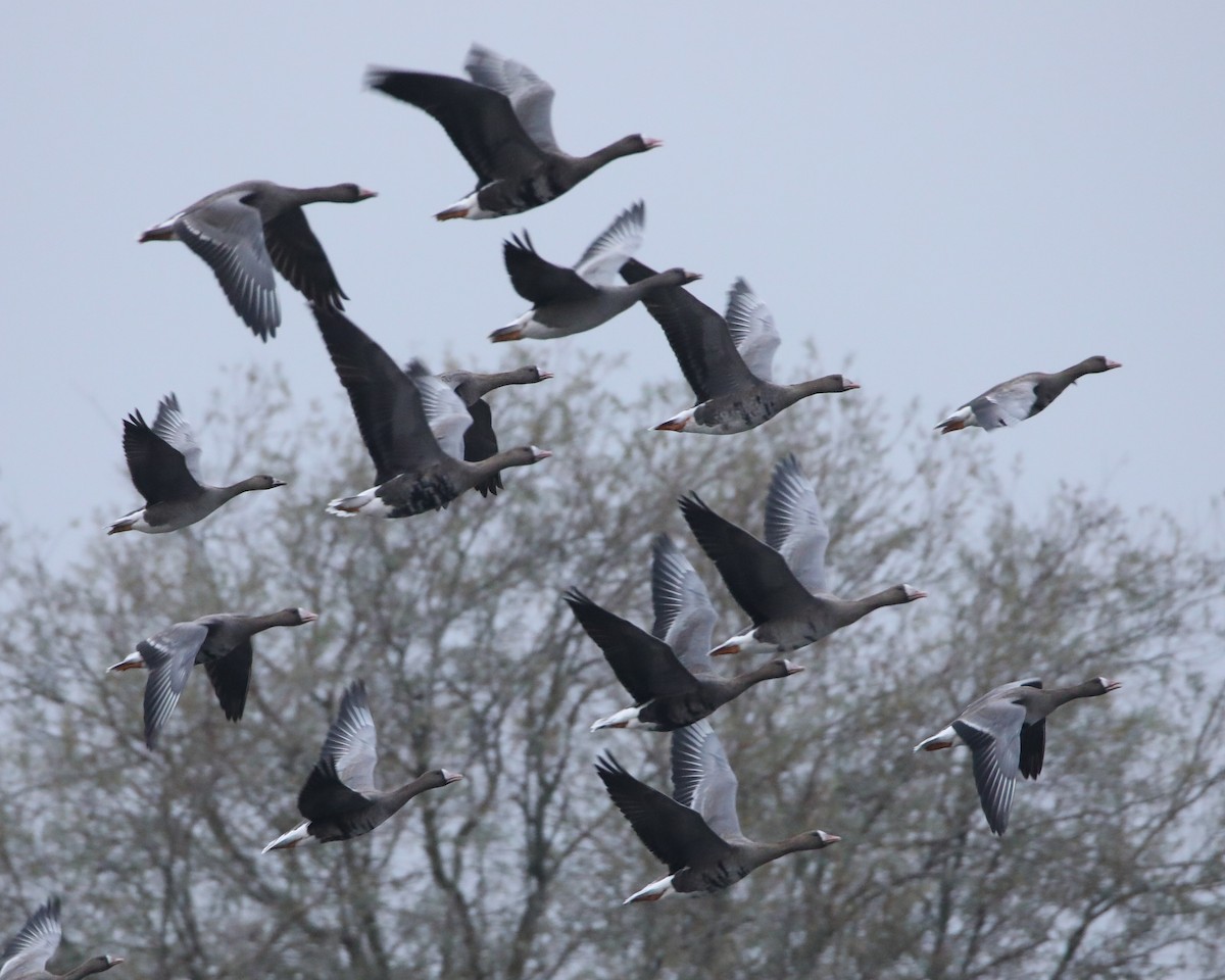 Ánsar Careto - ML645276825