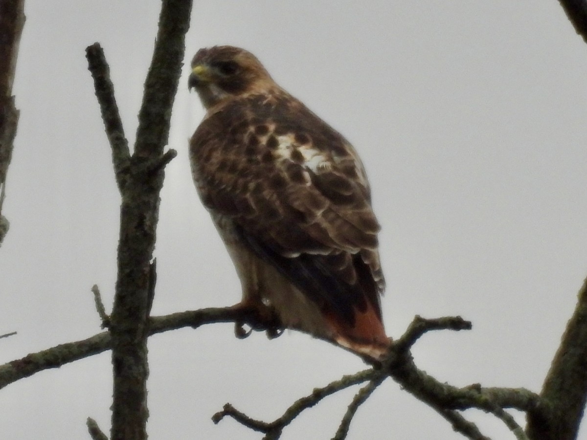 Busardo Colirrojo - ML645276826