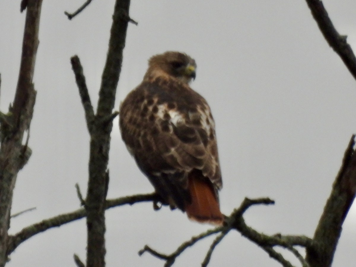 Busardo Colirrojo - ML645276827