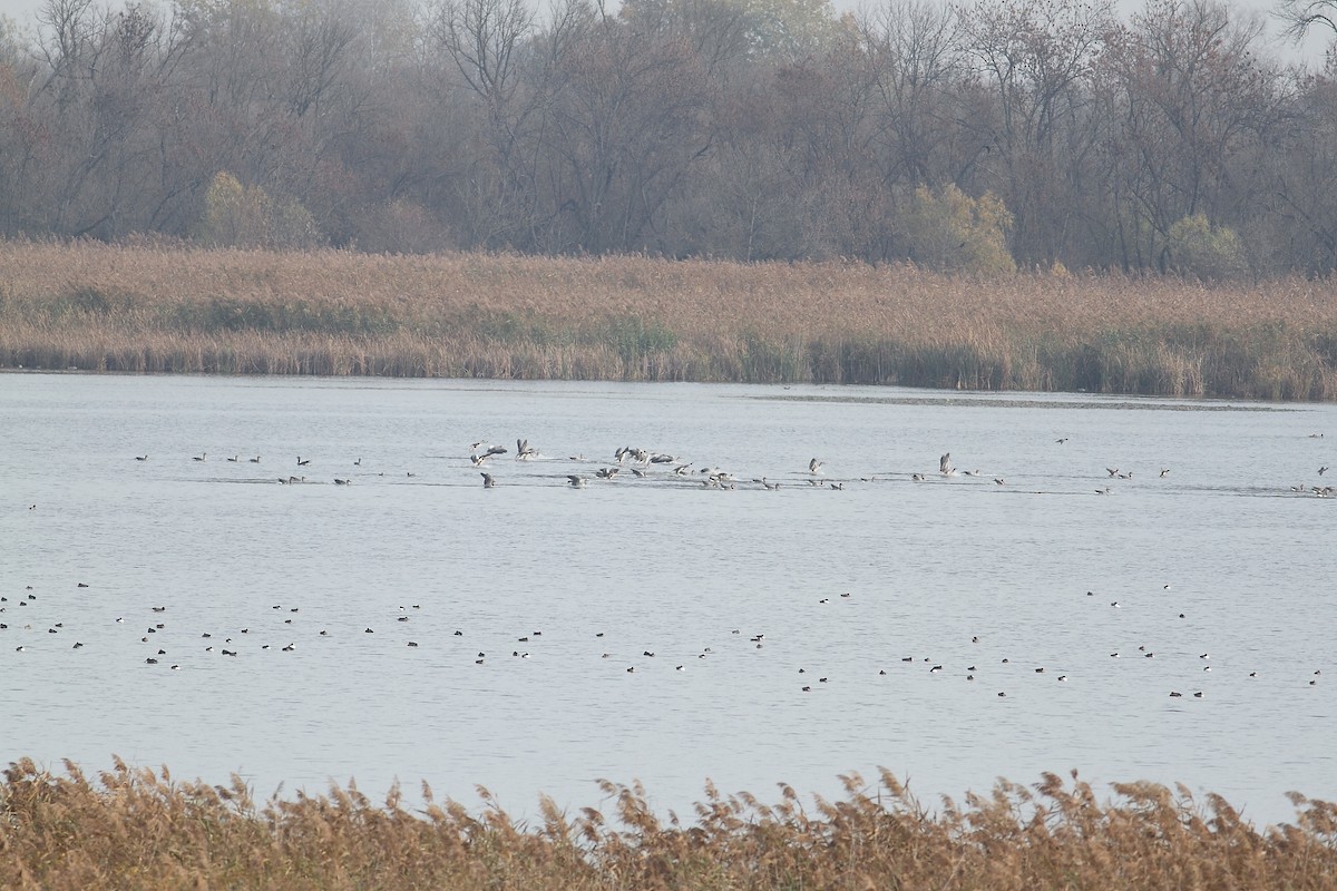 Ánsar Común - ML645276828