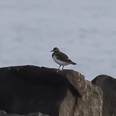 Vuelvepiedras Común - ML645276829