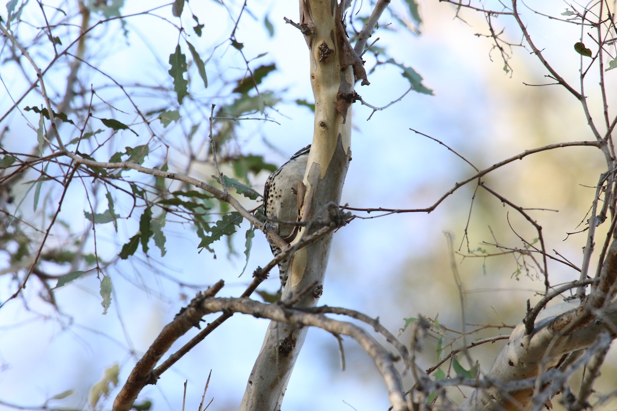 Pico de Nuttall - ML645276830