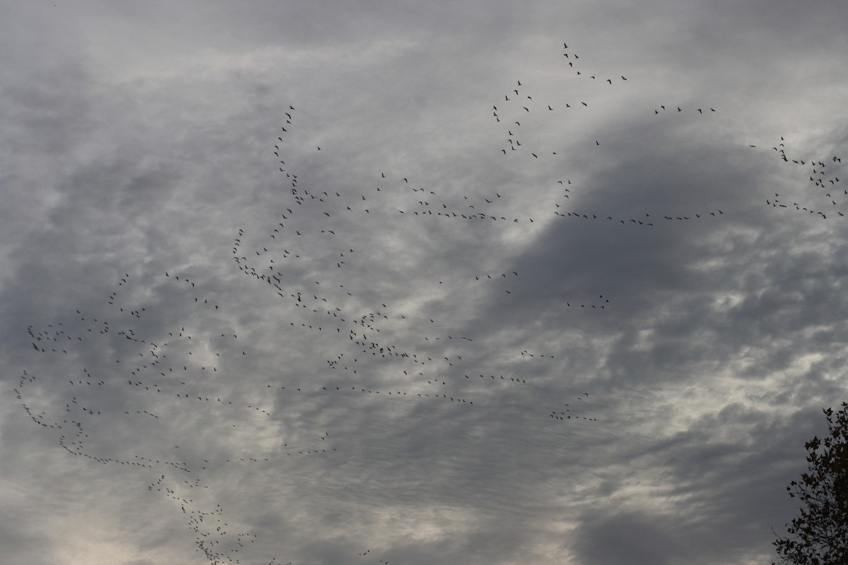 Graylag Goose - ML645276831