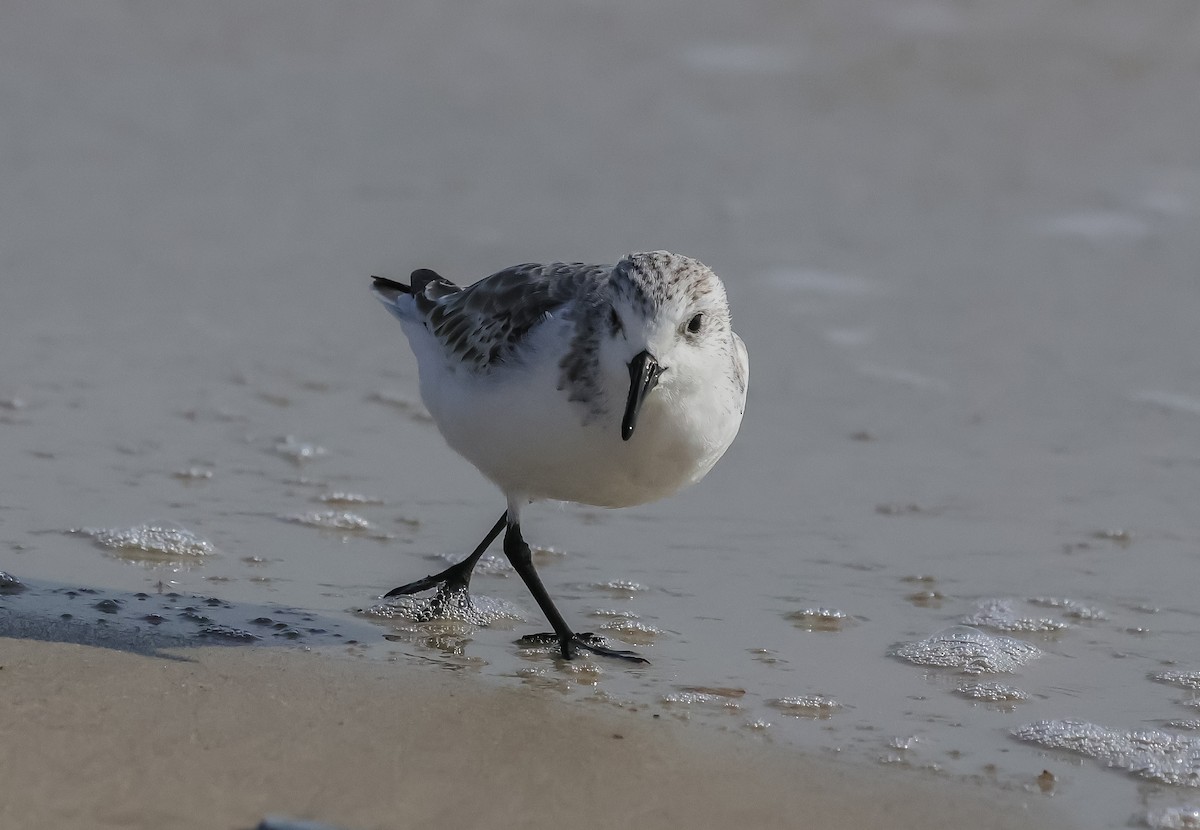 Гурвалж элсэг - ML645276832