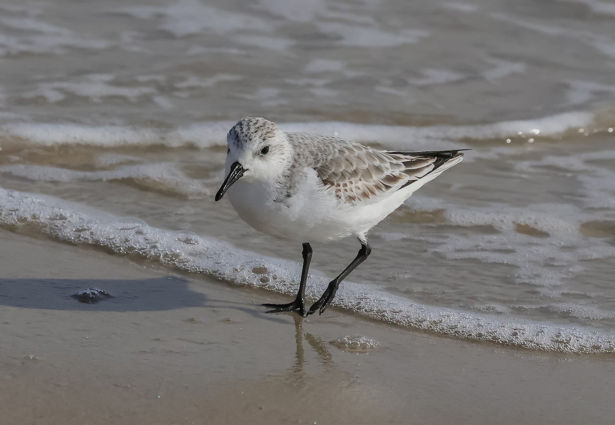 Гурвалж элсэг - ML645276833