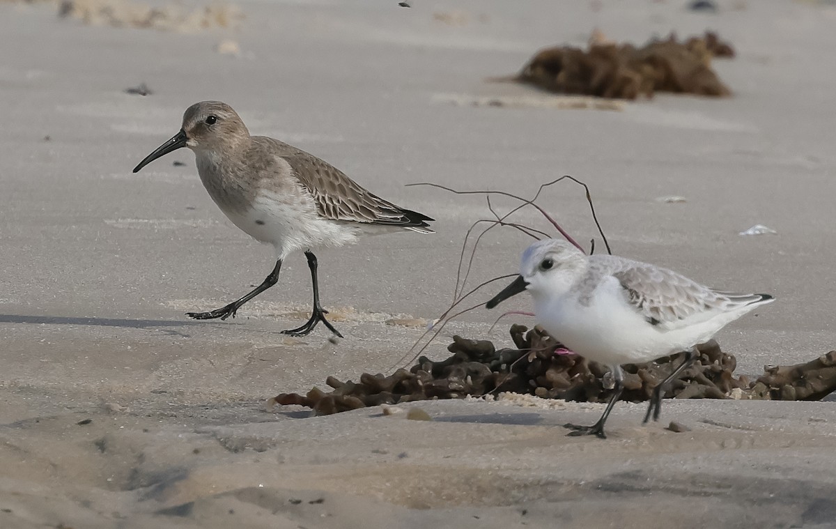 Хар элсэг - ML645276843