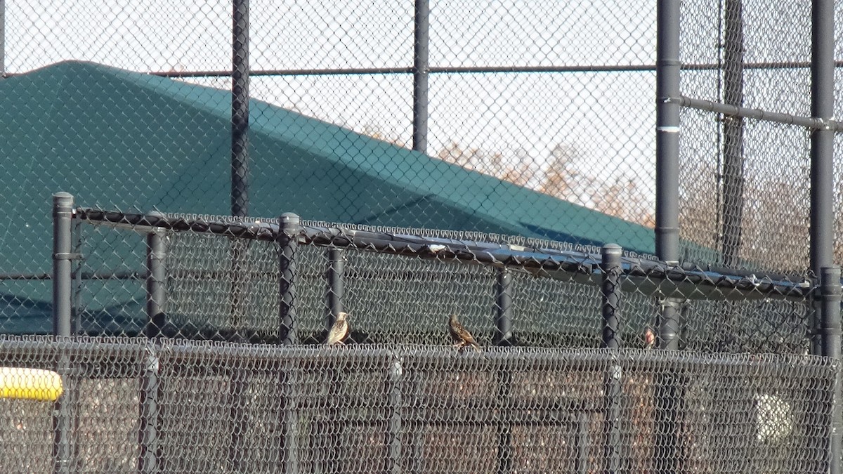 European Starling - ML645276847