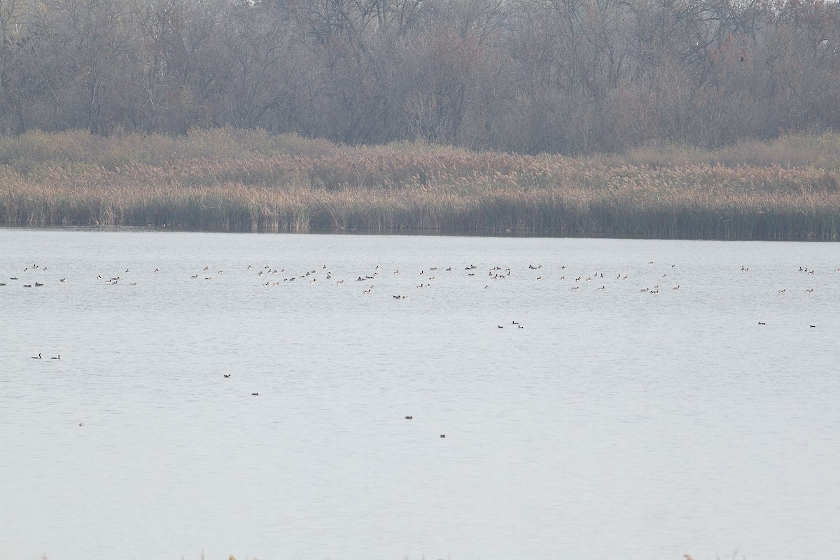 Graylag Goose - ML645276848