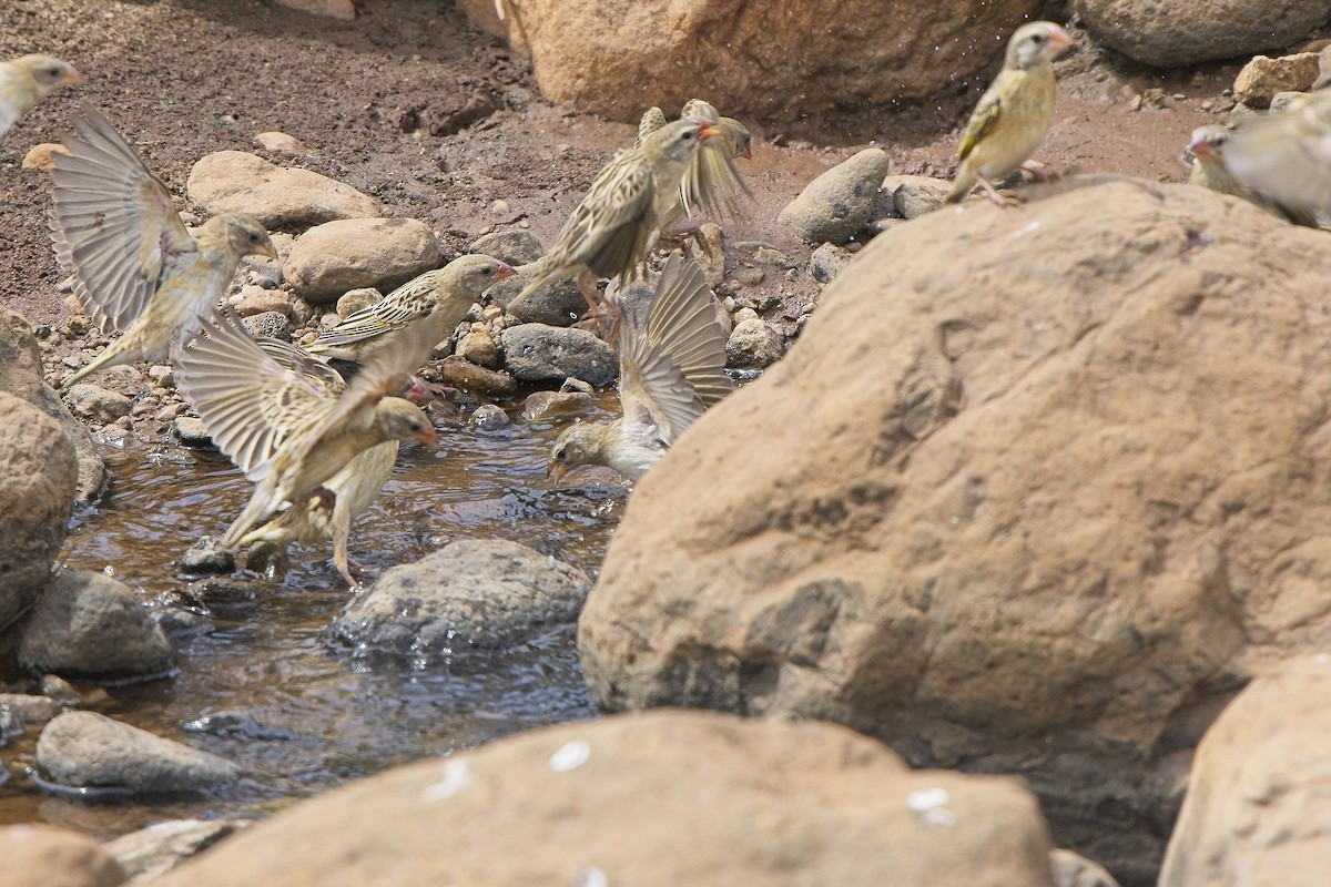 Red-billed Quelea - ML645276849