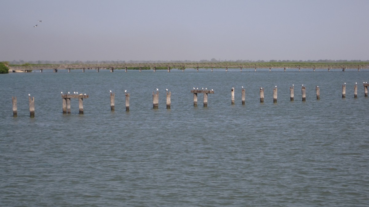 ズアオカモメ - ML645276852