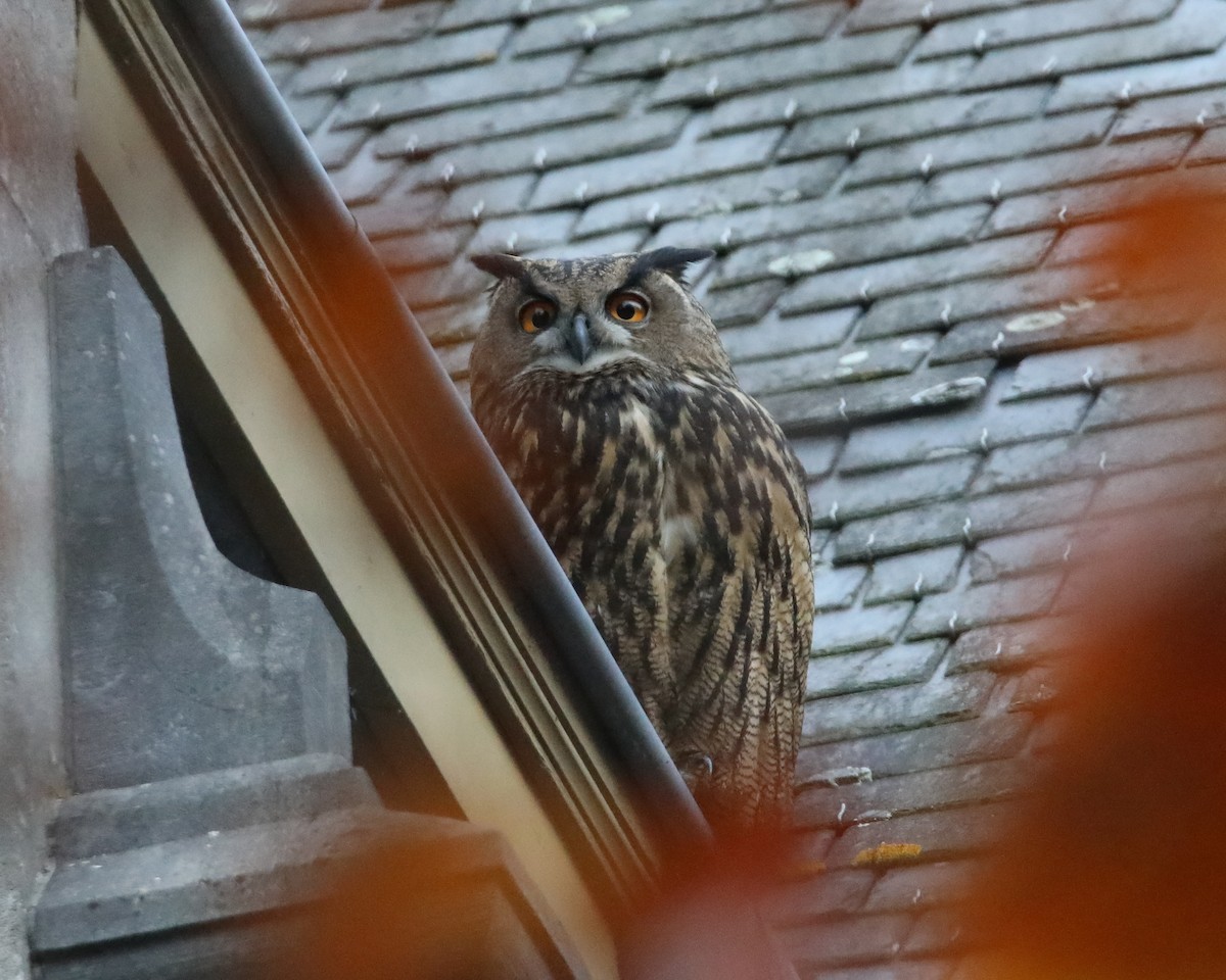 Eurasian Eagle-Owl - ML645276857