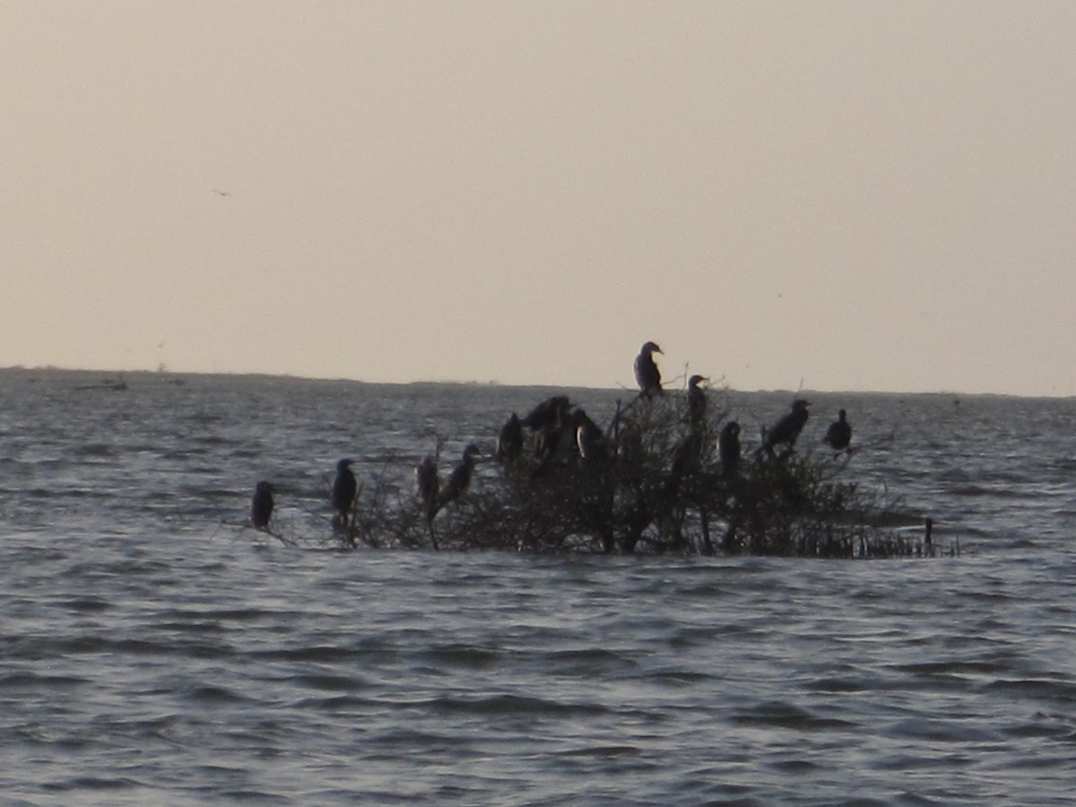 kormorán dlouhoocasý - ML645276860