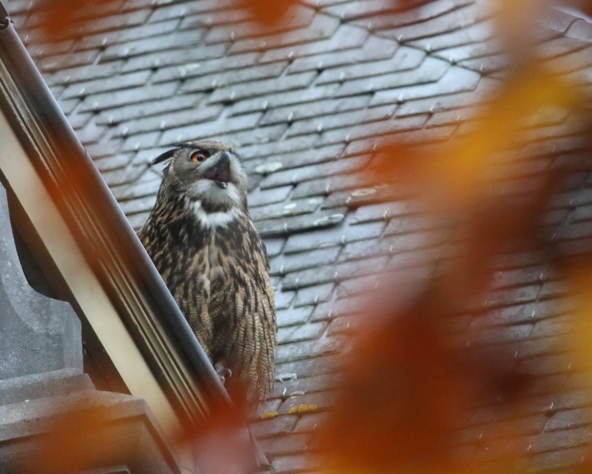Eurasian Eagle-Owl - ML645276863