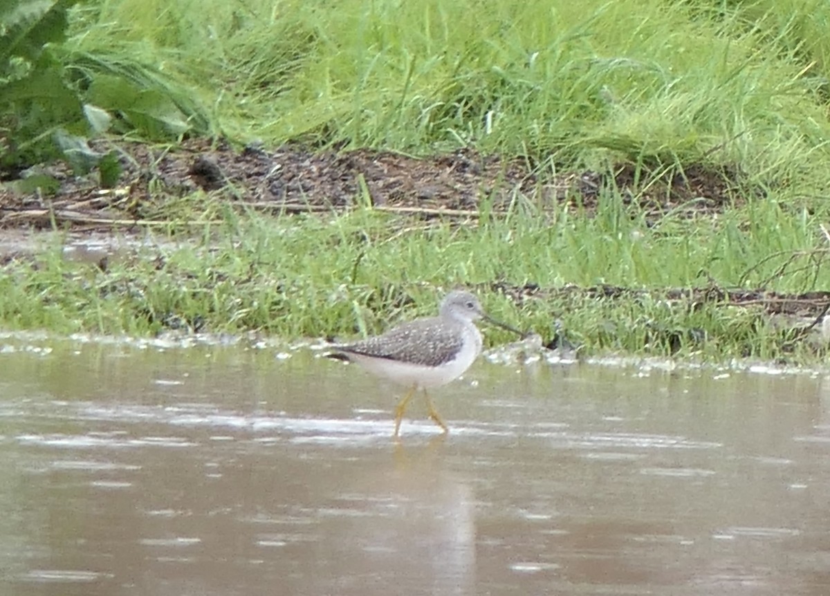 Büyük Sarıbacak - ML645276872