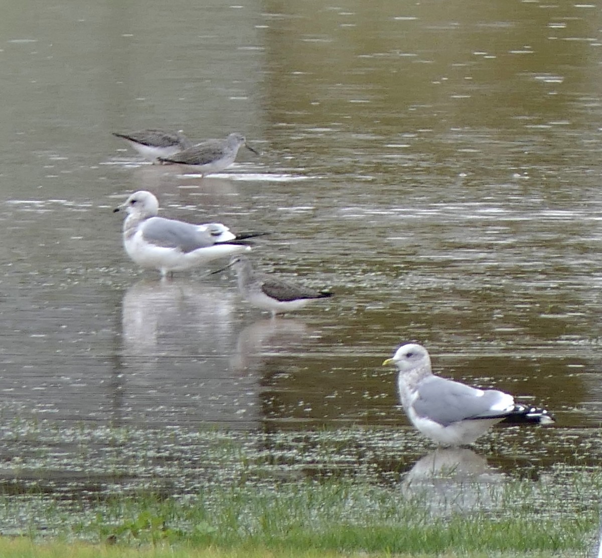 Kısa Gagalı Martı - ML645276877