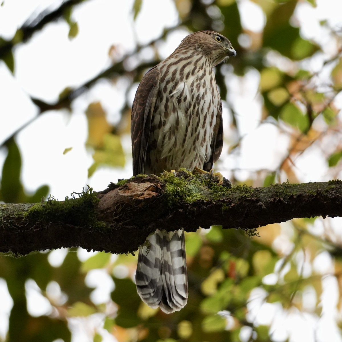 Cooper's Hawk - ML645276883