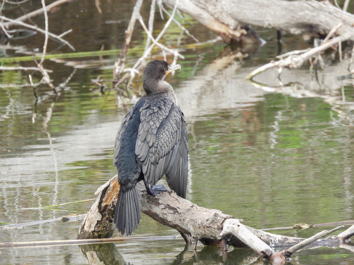 Double-crested Cormorant - ML645276886