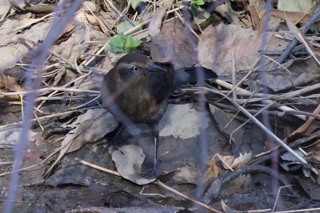 Rusty Blackbird - ML645276890