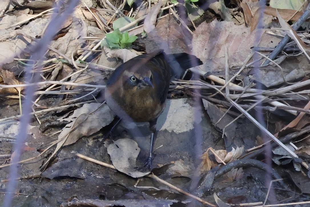 Rusty Blackbird - ML645276891