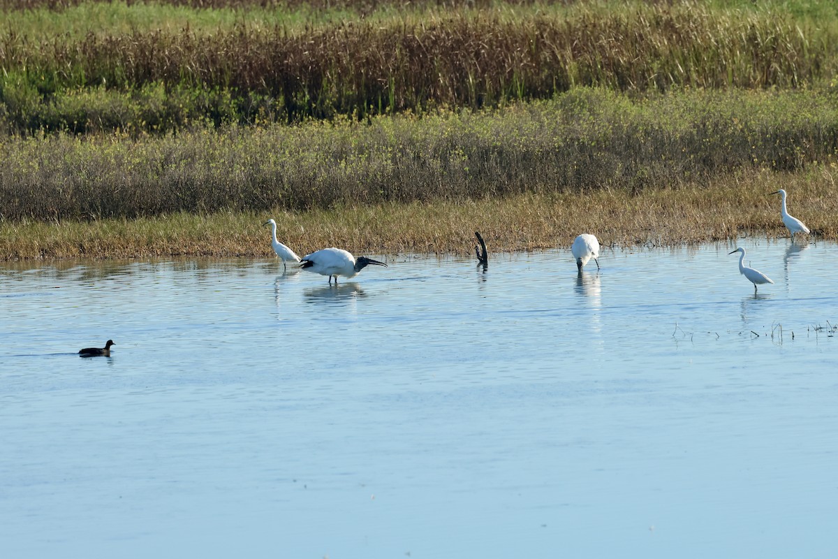 Wood Stork - ML645276894