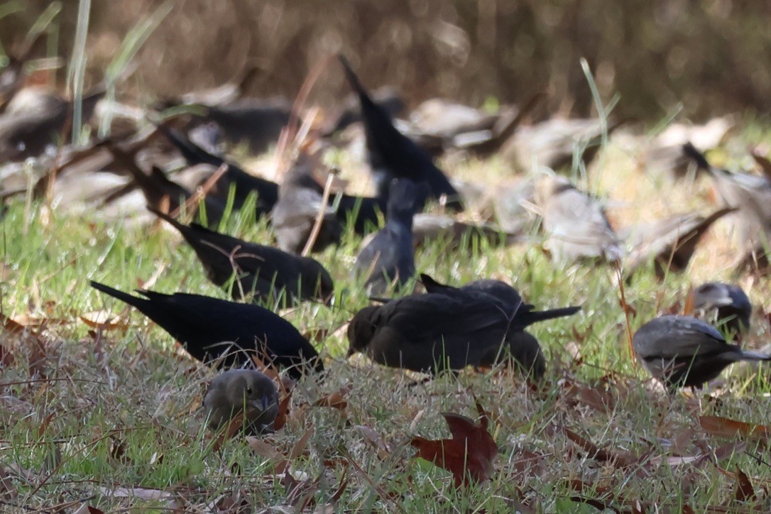 Brown-headed Cowbird - ML645276902