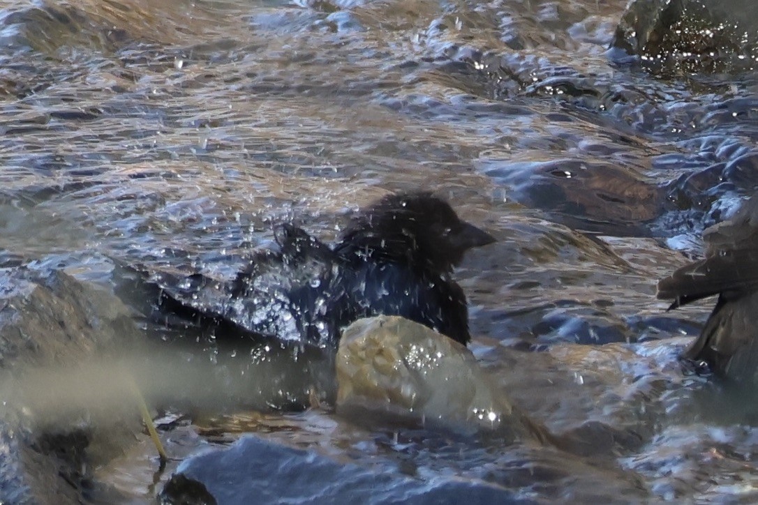 Brown-headed Cowbird - ML645276903
