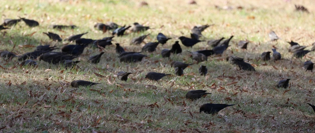 Brown-headed Cowbird - ML645276904