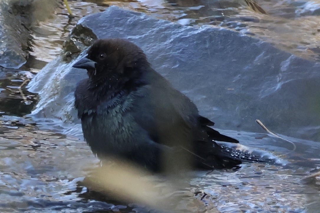 Brown-headed Cowbird - ML645276905
